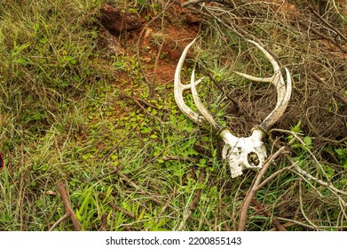 Deer antlers are made of bones that grow and shed every year. They are the fastest growing tissue known to man that can grow half inch per day. Here are deer antlers in a forest.