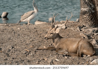 Deer with antlers resting in the dirt.
 - Powered by Shutterstock