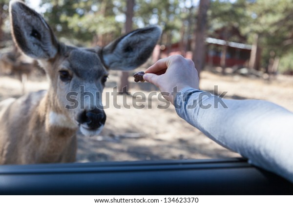 A\
deer approaches car and feeds from a person\'s\
hand.