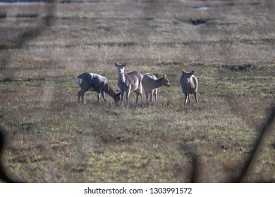 Deer Arne Nature Reserve 