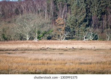 Deer Arne Nature Reserve 