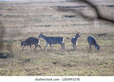 Deer Arne Nature Reserve 