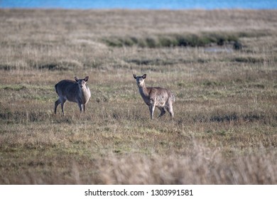 Deer Arne Nature Reserve 