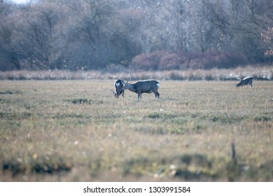 Deer Arne Nature Reserve 