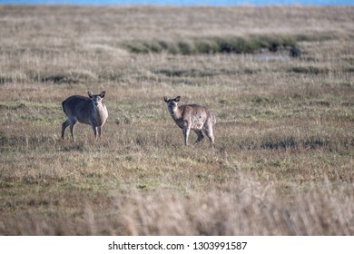 Deer Arne Nature Reserve 