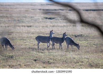 Deer Arne Nature Reserve 