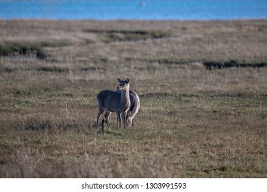 Deer Arne Nature Reserve 