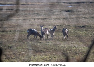 Deer Arne Nature Reserve 