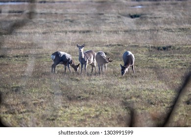 Deer Arne Nature Reserve 