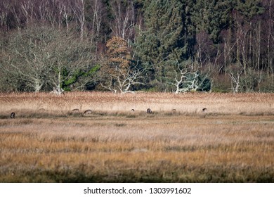 Deer Arne Nature Reserve 