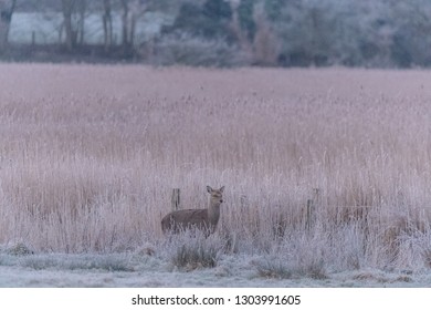 Deer Arne Nature Reserve 