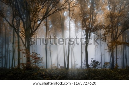 Deer in the autumn foggy forest of Balkan Mountains, Bulgaria.