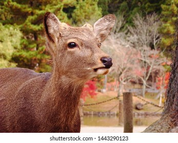 A deer in the autumn park in Japan  - Shutterstock ID 1443290123