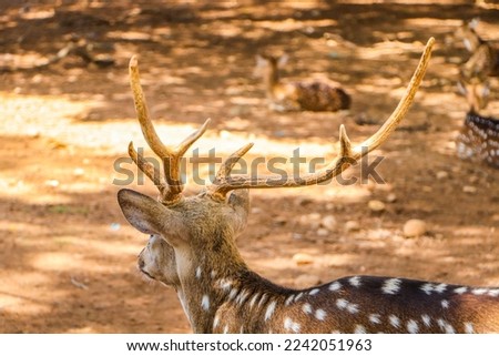 Deer (Axis axis) belong to the class Mammalia, order Artiodactyla, family Cervidae. Deer are ruminant mammals. Deer have antlers which are bone growths that develop every year, especially in male deer