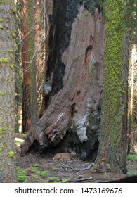 Deer At Base Of Sequoia Tree In Sierra Nevada Of California