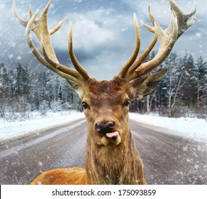 Deer with beautiful big horns on a winter country road 