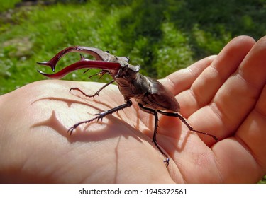 deer beetle on a child's pond against a background of a green garden close-up - Powered by Shutterstock