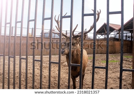 A deer behind the bars of an aviary close up