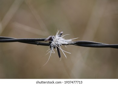 Deer Belly Hair Caught On Barbed Wire Fence