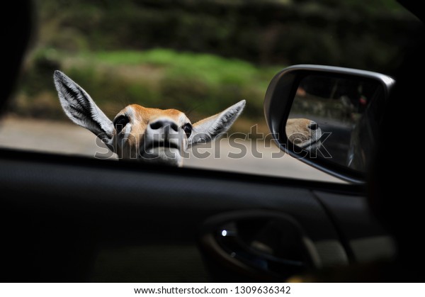 deer beside the car\
window\
