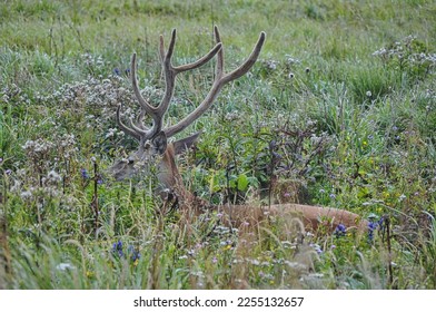 deer with big antlers in the thicket lies in the meadow on the grass beautiful male - Shutterstock ID 2255132657