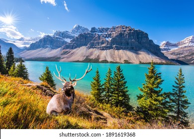 The deer with branched antlers is resting in the tall grass. Pine trees around glacial Lake Bow. The majestic Rocky Mountains of Canada