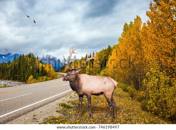 Deer with branched horns near the road. Travel to the\
Rockies of Canada. The road 93 \