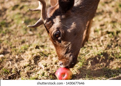 A deer, brown of color, young, playful, eats apple and plays with her on the meadow.-Image