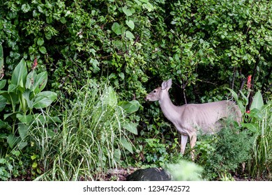 deer in the brushes