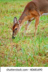 Deer At Cades Cove.