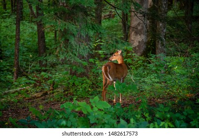 Deer In Cades Cove In TN