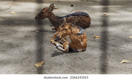 deer in the cage, The Formosan sika deer  (Cervus nippon taiouanus) is a subspecies of sika deer endemic to the  sika, li - Shutterstock ID 2366141015
