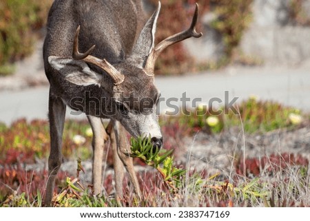 Deer California  Coast Nature Wildlife