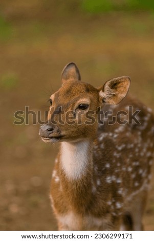 Deer in captivity, spotted deer in captivity, female and male deer, animal closeup 