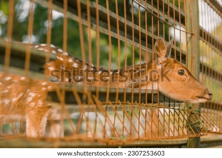 Deer in captivity, spotted deer in captivity, female and male deer, animal closeup