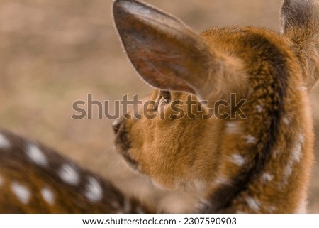 Deer in captivity, spotted deer in captivity, female and male deer, animal closeup

