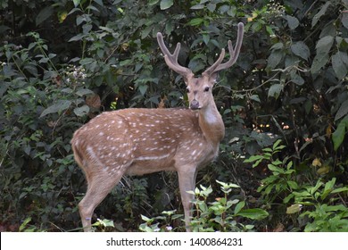 Deer Captured At Jim Corbett National Park India