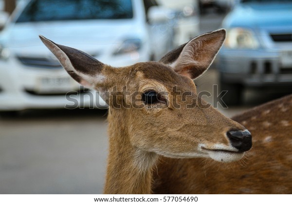 A deer at a\
car parking outside a night\
safari