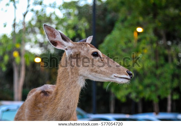 A deer at a\
car parking outside a night\
safari