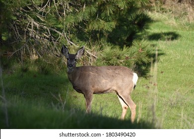 77 Deer Eating Apples From Trees Images, Stock Photos & Vectors ...