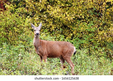 Deer In Central Washington State 