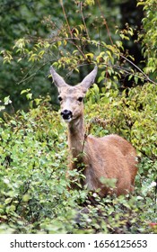 Deer In Central Washington State 