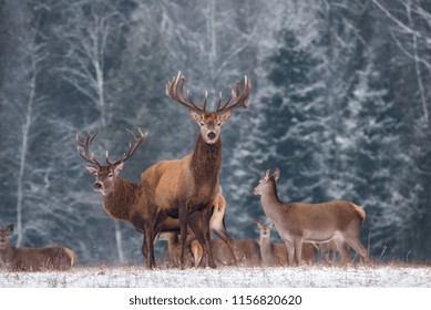 Deer ( Cervus Elaphus ) In The Natural Habitat, Winter Time, Vitebsk Region, Belarus. Adult Deer Stag With Big Horns In Beautiful Pose On The Edge Of The Winter Forest. Great Deer Buck ( Cervidae )