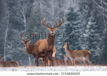 Deer ( Cervus Elaphus ) In The Natural Habitat, Winter Time, Vitebsk Region, Belarus. Adult  Deer  Stag With Big Horns In Beautiful Pose On The Edge Of The Winter Forest. Great Deer Buck ( Cervidae )