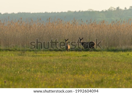 Similar – Reh Rehwild Rehe Rehkitz