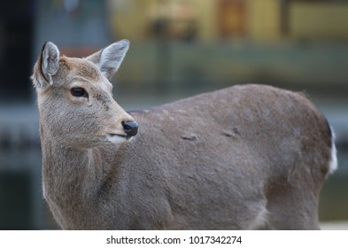 deer close up
