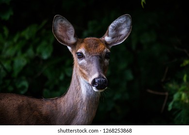 Deer close up