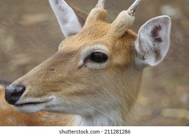 deer close up