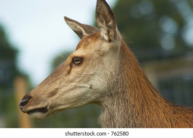 deer close up