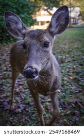 deer close up fall mountains